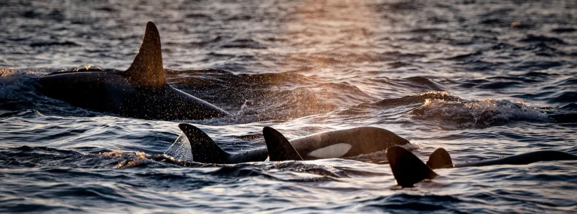 I Norge kan du snorkle med hval og spekkhoggere