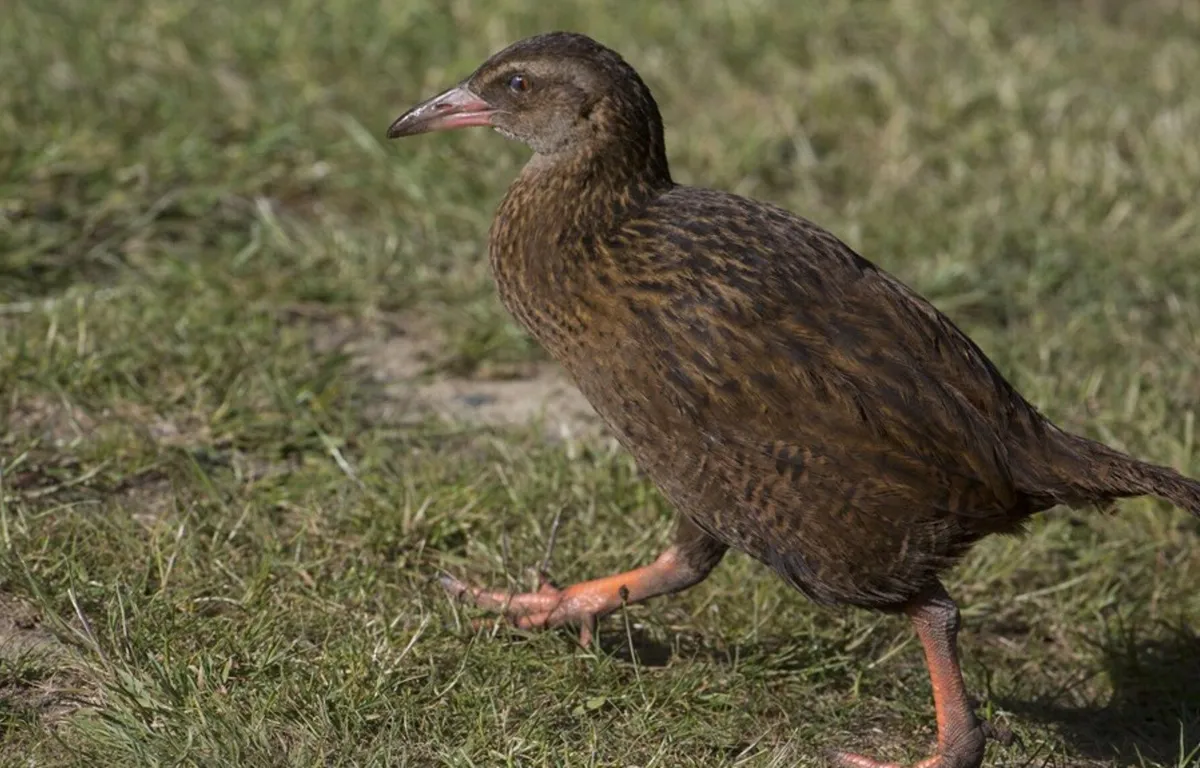 A starving reality TV contestant caught and swallowed a protected bird in New Zealand