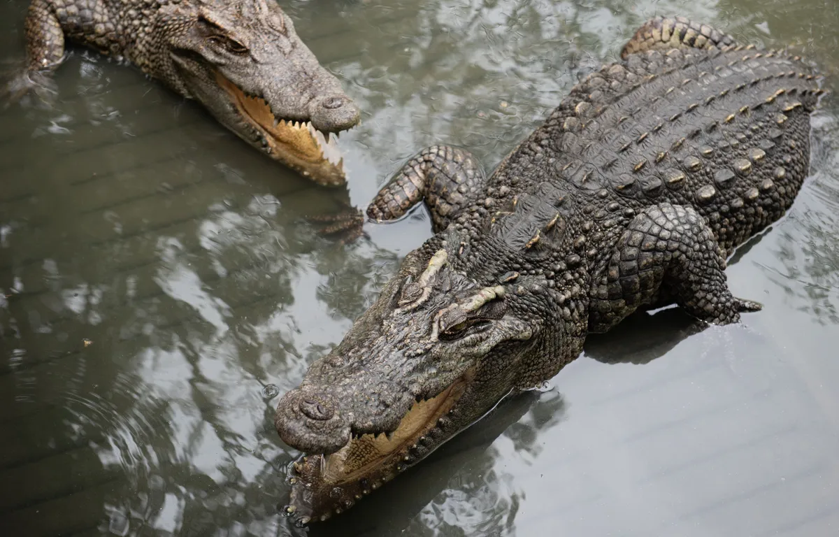 Man (40 years old) slips off walking path and is eaten by crocodile in front of his family