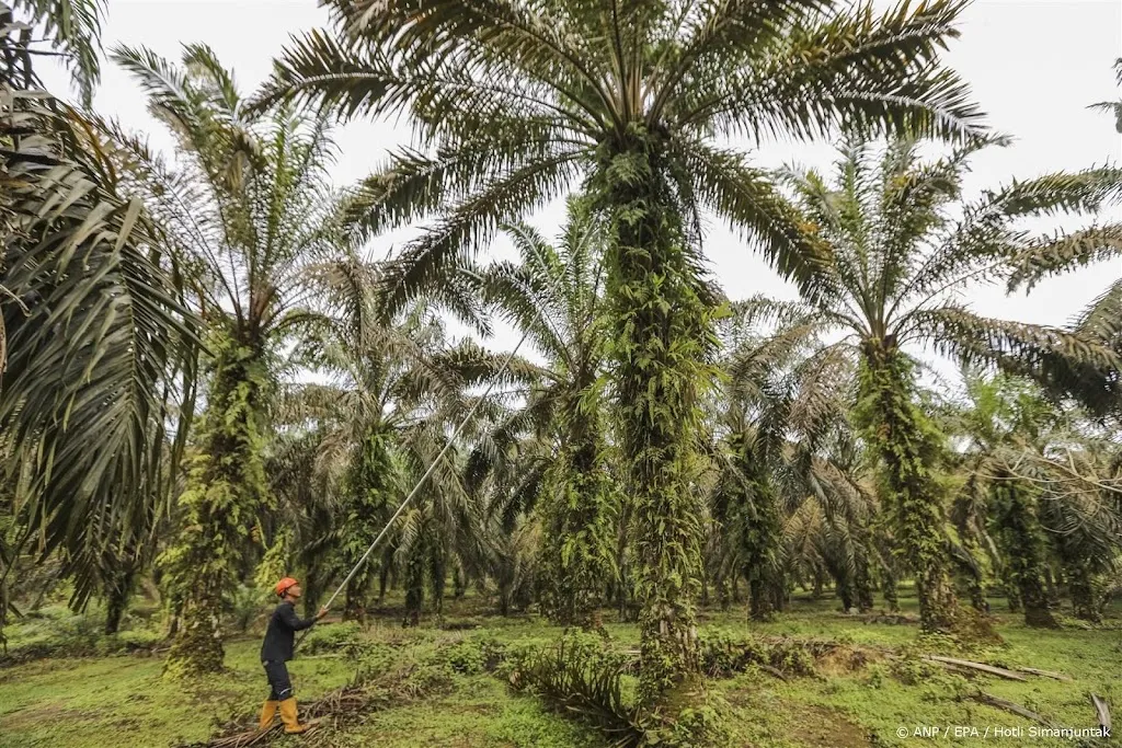 Perkebunan kelapa sawit di Indonesia sedang berjuang melawan kekeringan dan penuaan pohon