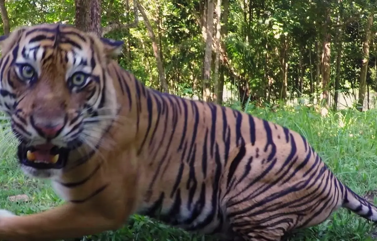 Tiger Gopro De beste GoPro momenten van 2017 geven je zin om met een tijger te stoeien