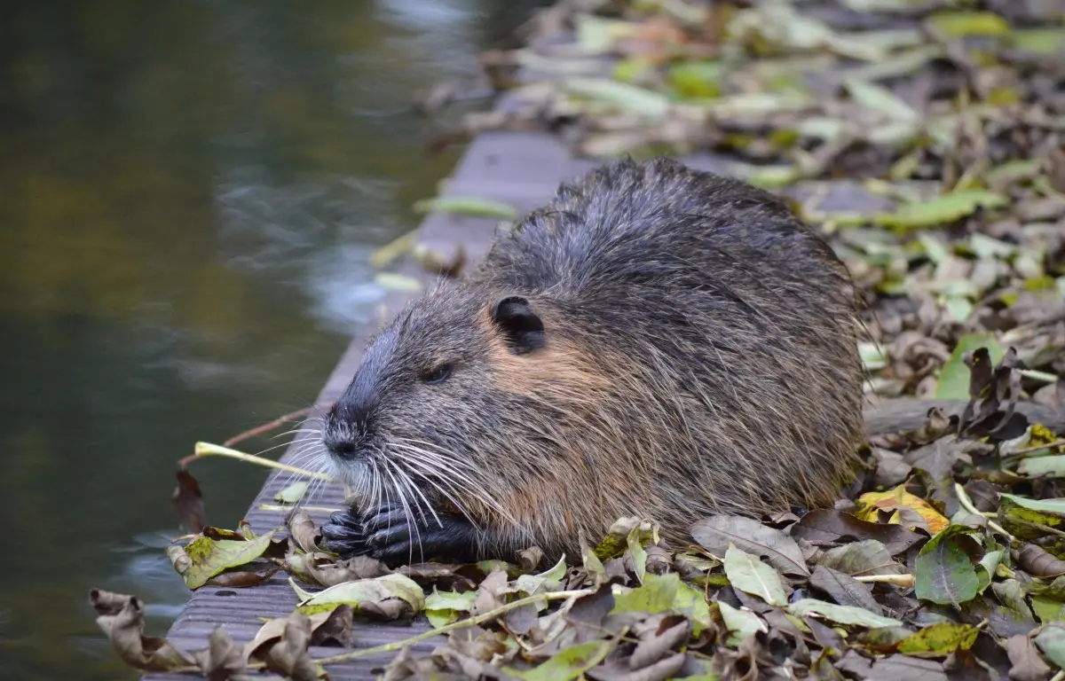 Muskrats Rats Face Laagste vangst muskusratten in 25 jaar