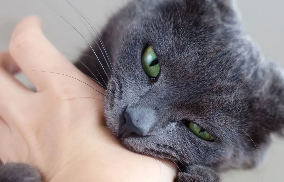 Dit is waarom katten je kunnen bijten en hoe je het voorkomt