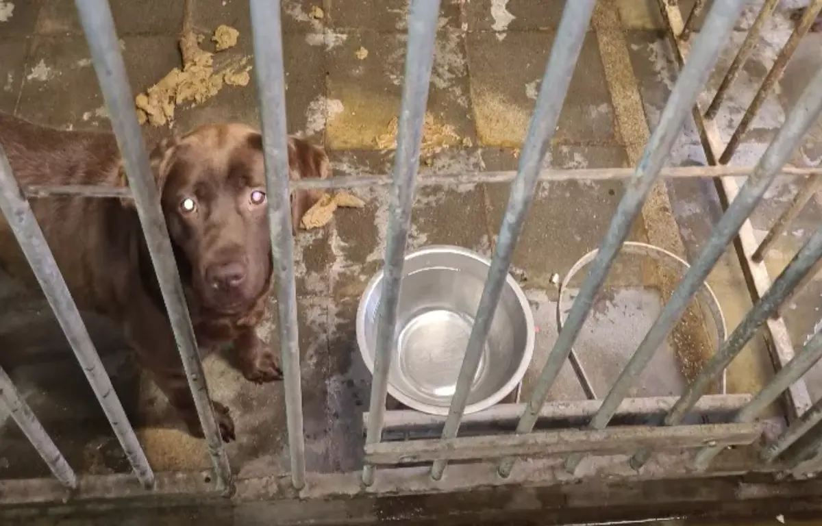 Honden die in erbarmelijke omstandigheden leefden in beslag genomen bij