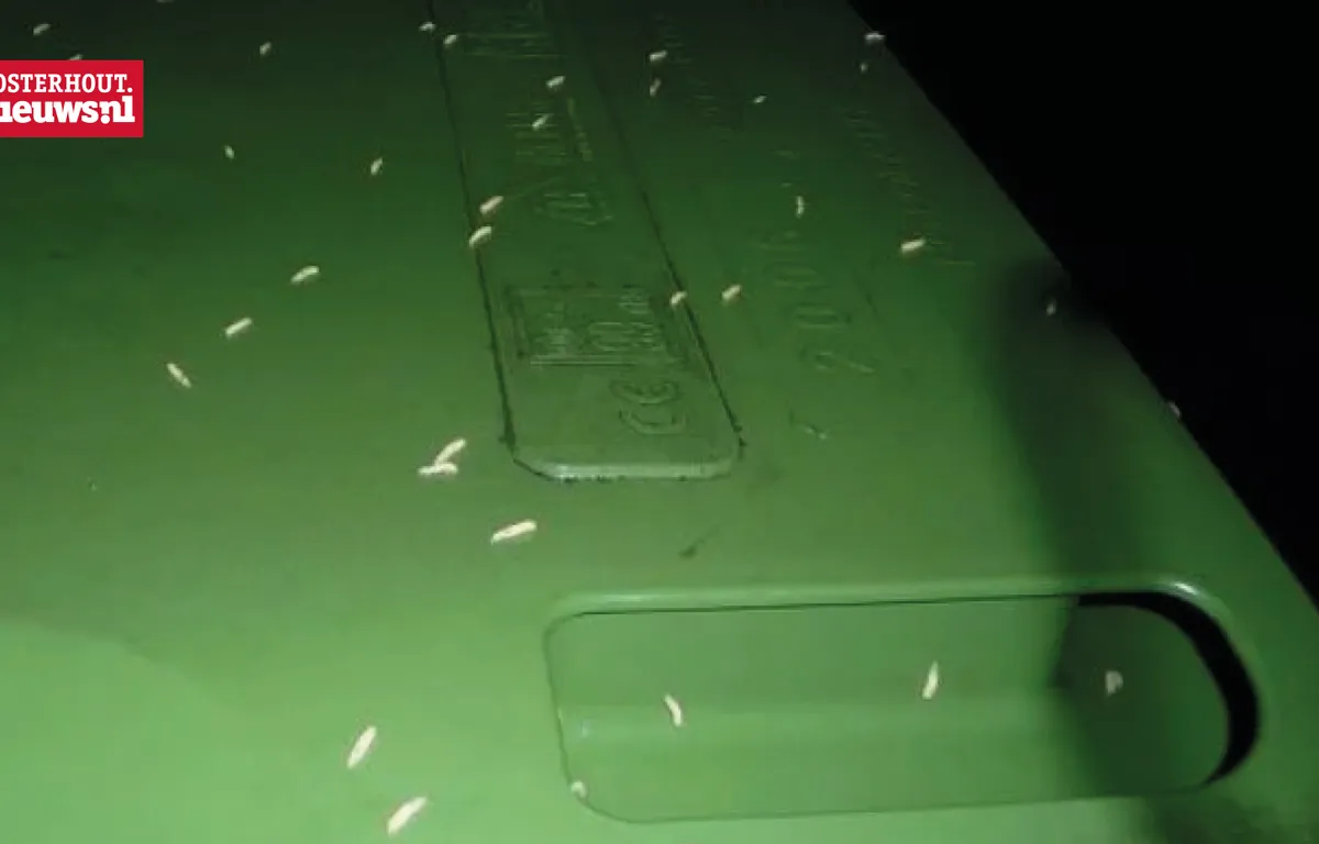 Hoe voorkom je maden in de GFTafvalcontainer?