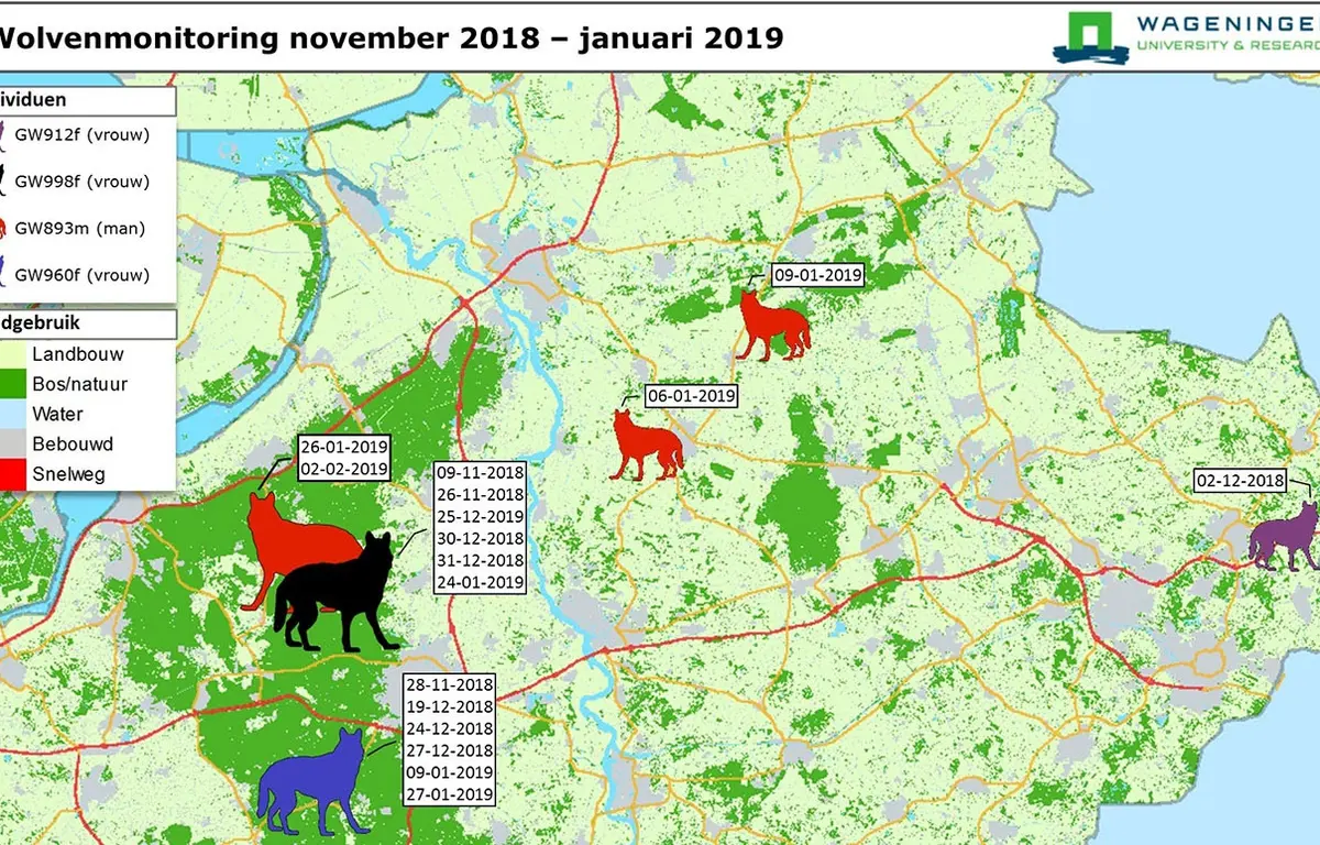 Van De Vier Wolven In Nederland Leven Er Drie Op De Veluwe van-de-vier-wolven-in-nederland-leven-er-drie-op-de-veluwe