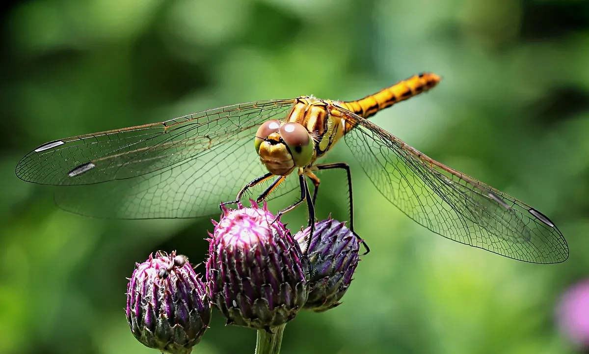 Tel de Libel! Doe mee met de Landelijke Libellentelling