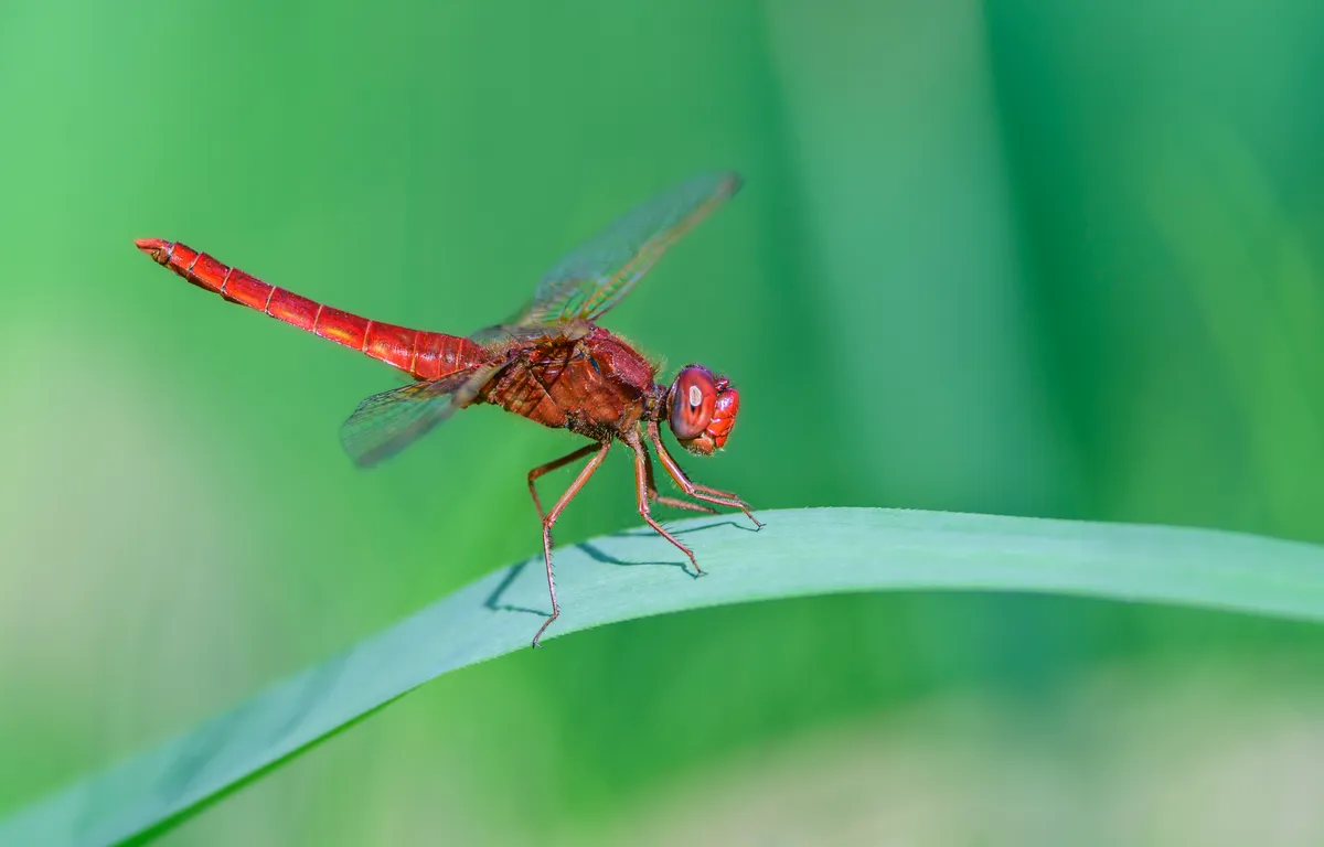 Drukte bij het water; libellen