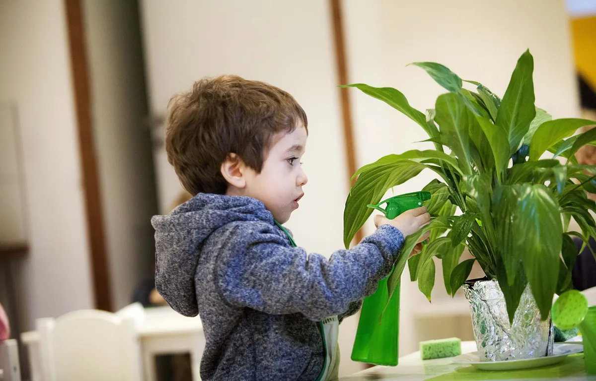 Wat is de oorzaak van bruine randjes aan de bladeren van je kamerplant?