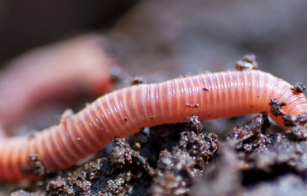 Vrouw vindt worm in haar maaltijd. Restaurant is boos