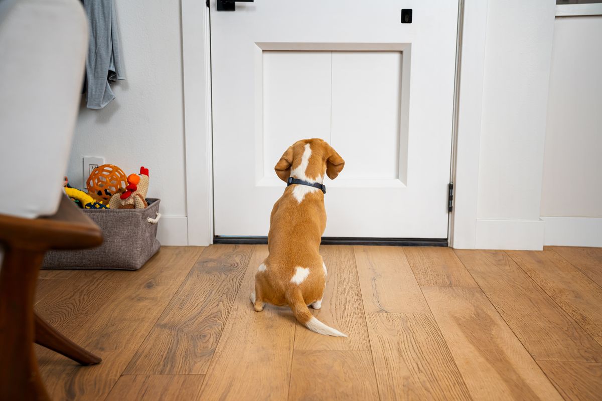 Dit is het toppunt van smarthome: een slimme deur voor huisdieren