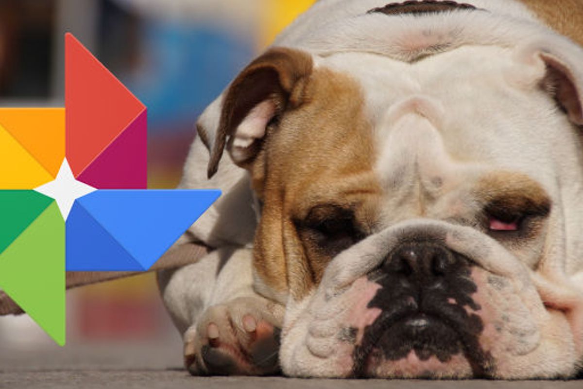 Google Foto's maakt nu ook automatisch filmpjes van je hond of kat
