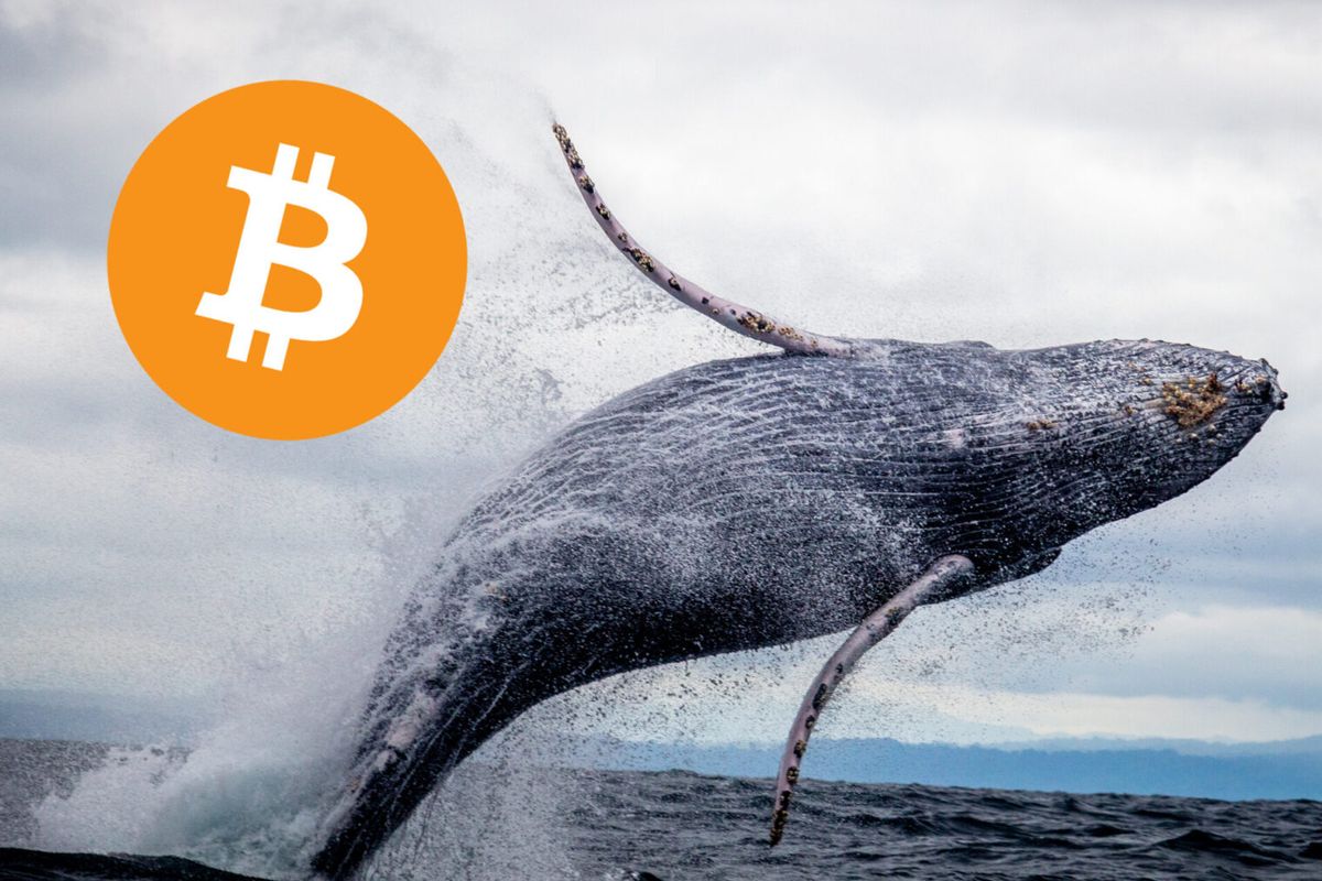 Bitcoin whale verplaatst $1,3 miljard, afzender onbekend