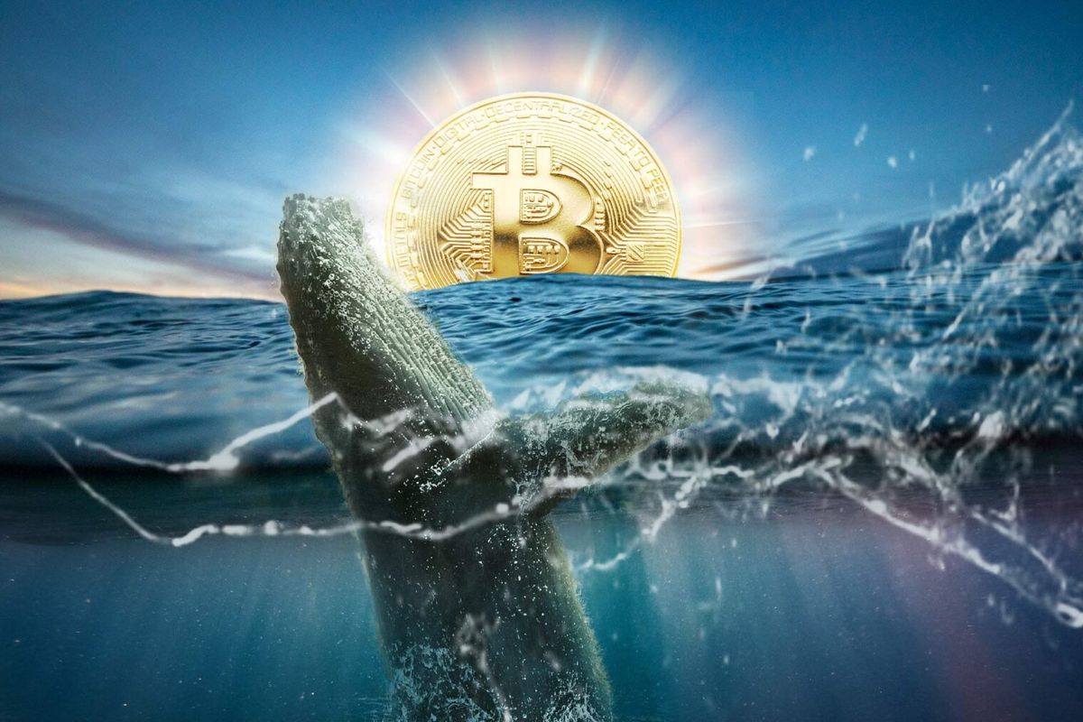 Bitcoin whales zijn actiever: gemiddeld 4.000 transacties per dag