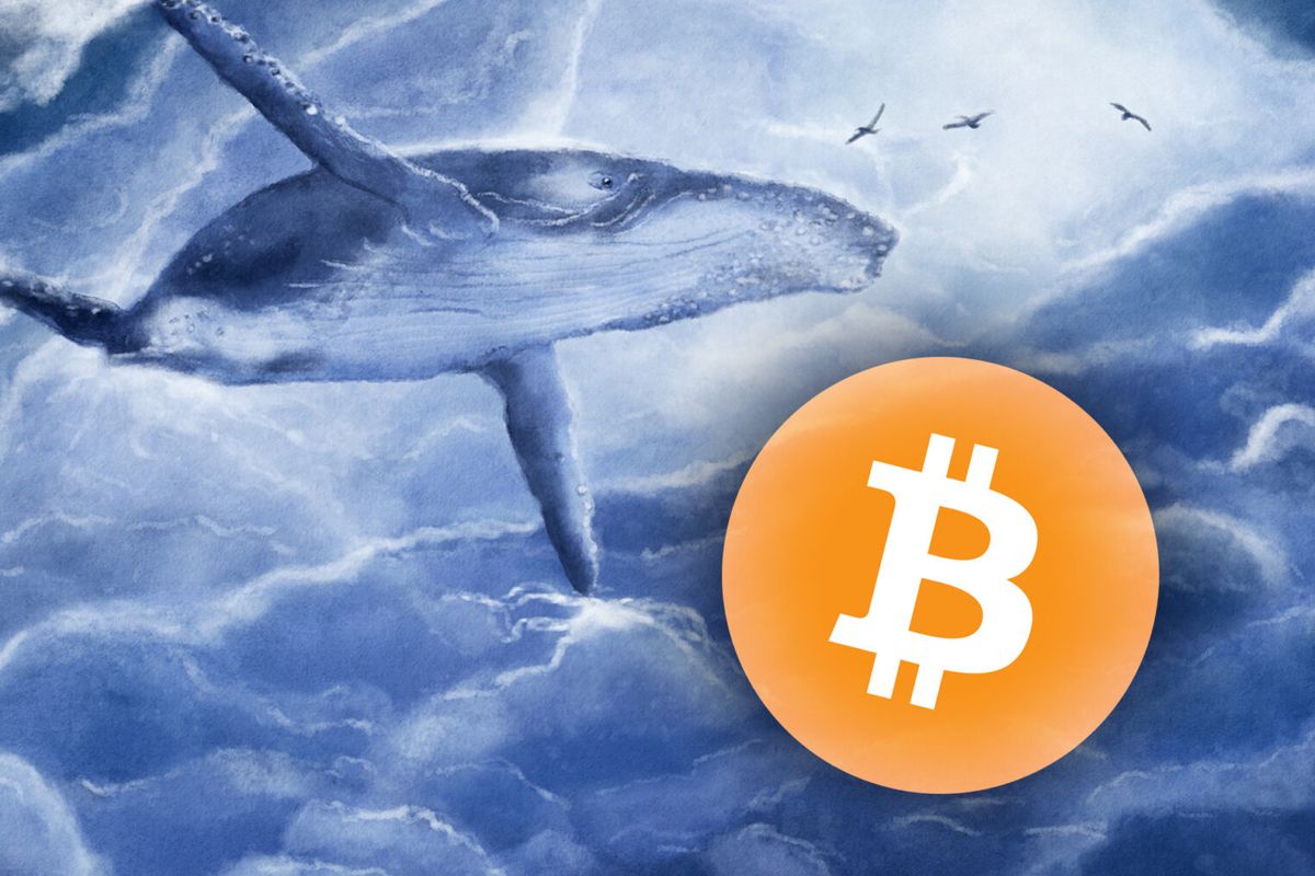 Whales kochten 85.700 Bitcoin in een paar weken