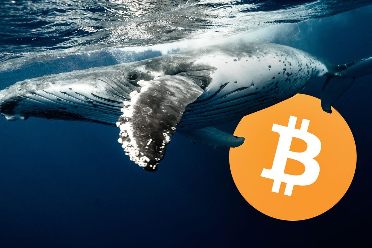 Deze whale kocht $18 miljoen aan bitcoin tijdens de dip