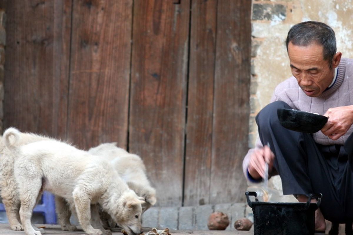 Lekker op tijd! China wil opeten van honden en katten voortaan verbieden