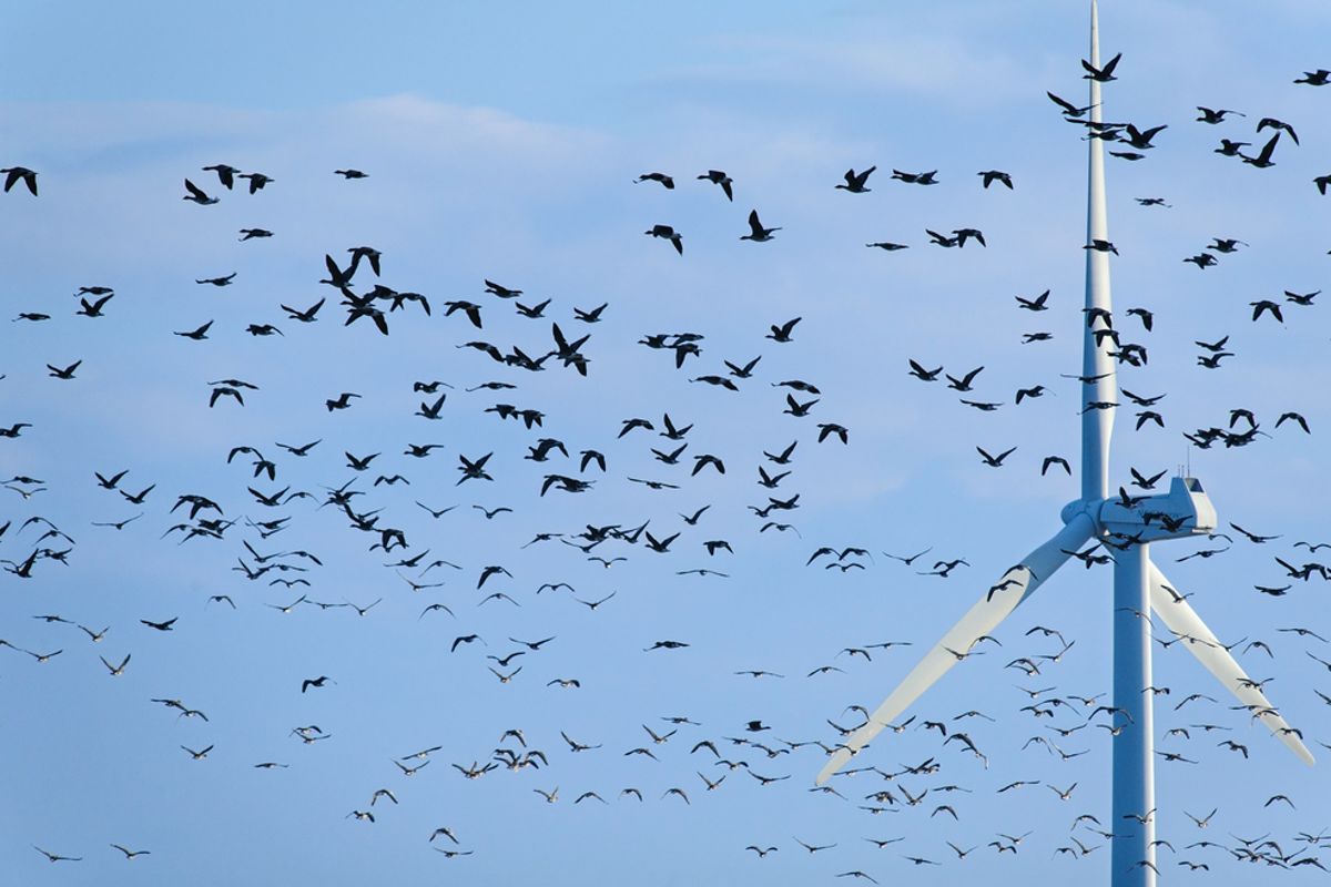 Ze geven het ein-de-lijk toe: windmolens verantwoordelijk voor een GENOCIDE op vogels