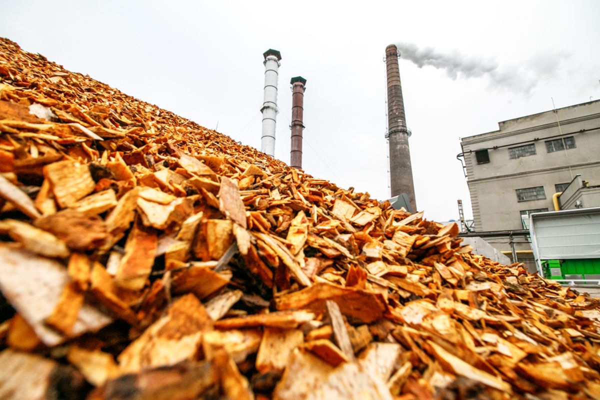 Biomassa is volksverlakkende waanzin die maar blijft voortbestaan, zelfs nu Urgenda ervan afstapt: onzinnig!