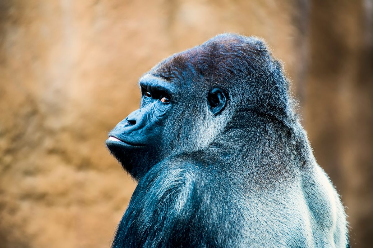Nieuwe generatie Gorilla Glass beschermt smartphonecamera's