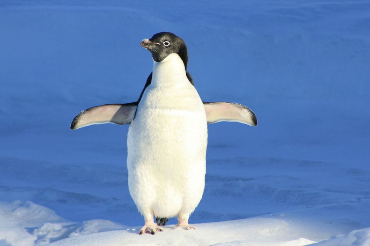 Ga op zoek naar pinguïns met Koning Pinguïn van Greenpeace