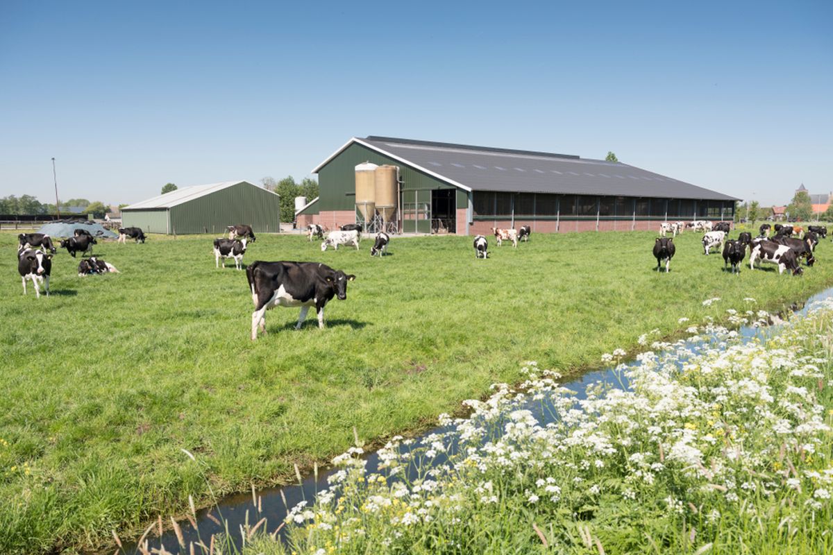 Rechtbank Overijssel legt 'weibewijs' op: boeren moeten gecontroleerd worden op vergunning om koe de wei in te laten