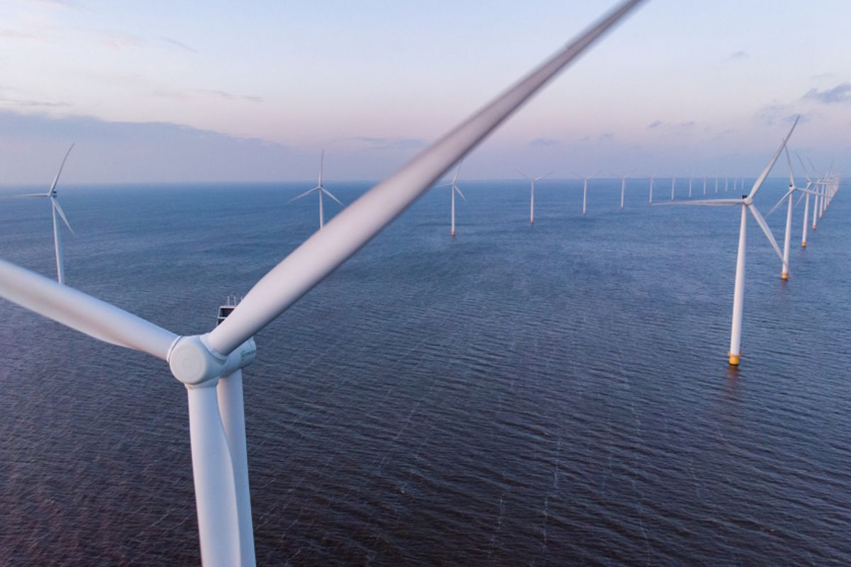 Onderzoekers waarschuwen voor uitrol windparken Noordzee: 'Het is een risico voor het zeeleven'