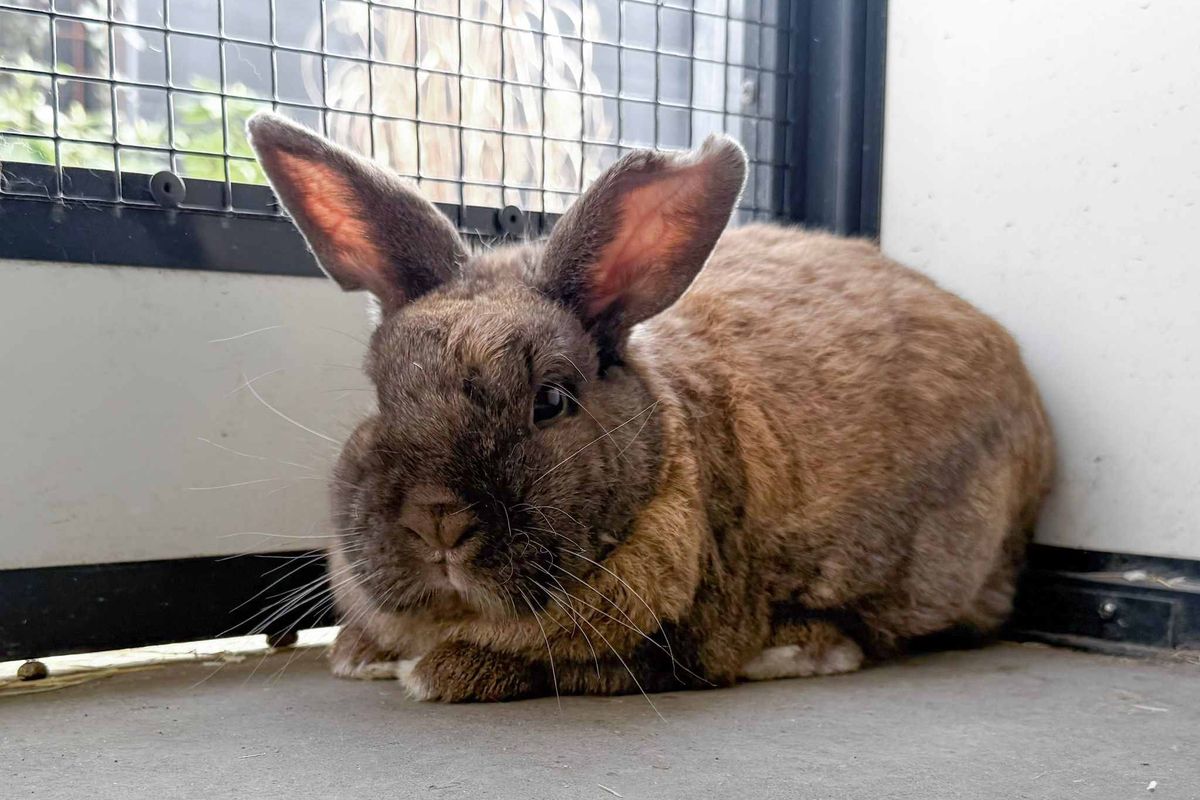 Huisdier van de week: Roderick, een hangoorkonijn