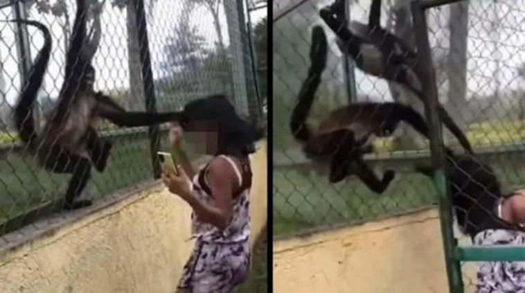 Meisje slaat op kooi van apen en wordt door de apen zelf tot de orde geroepen