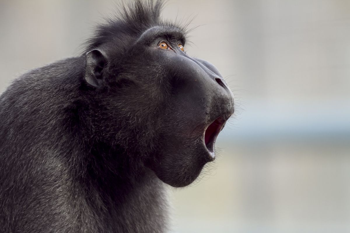 Apen in 'heilig apenbos' gebruiken stenen als seksspeeltjes, maar bereiken nooit een climax