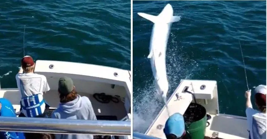 Snelste haai ter wereld voert brutale 'luchtaanval' uit op vissers en belandt in hun boot