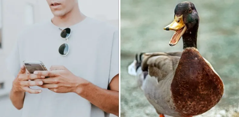 Apple onthult dat iPhones eindelijk zullen stoppen met autocorrectie van 'f**k' naar 'duck'