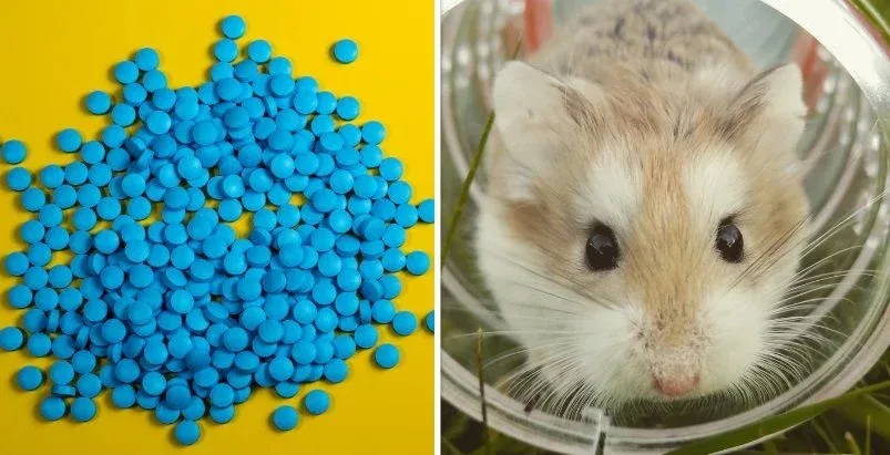 Ook stijf veel last van jetlag? Neem dan een viagra, het helpt (alvast bij hamsters)