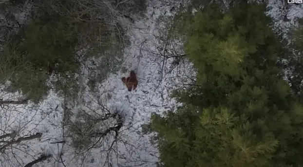 Nieuwe dronebeelden van Bigfoot bestempeld als de beste tot nu toe: "Het ultieme bewijs!"