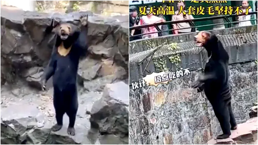 Is beer Angela een mens in berenpak, zeg jij het maar!? Chinese zoo komt met officieel statement