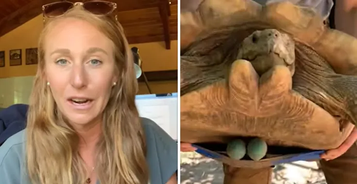 Dierenarts koopt drie vibrators om... een schildpad van haar constipatie te verlossen