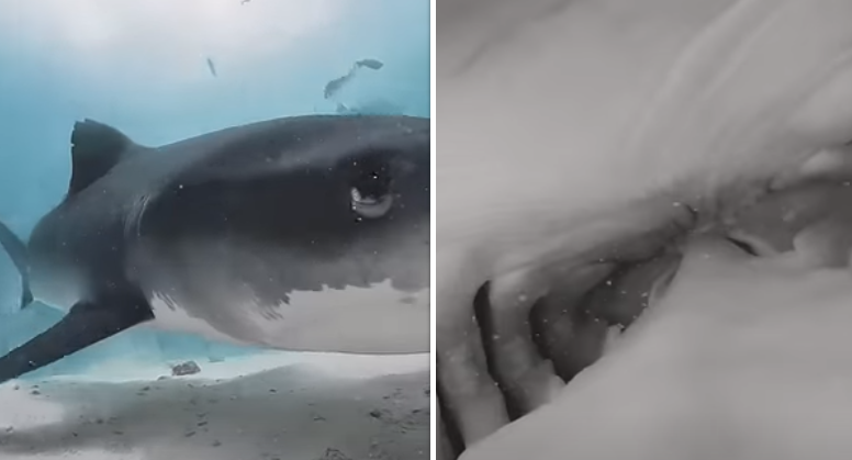 Het ongelooflijke moment waarop een haai een camera inslikt en zijn eigen 'binnenkant' filmt