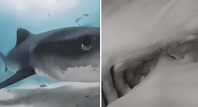 Het ongelooflijke moment waarop een haai een camera inslikt en zijn eigen 'binnenkant' filmt