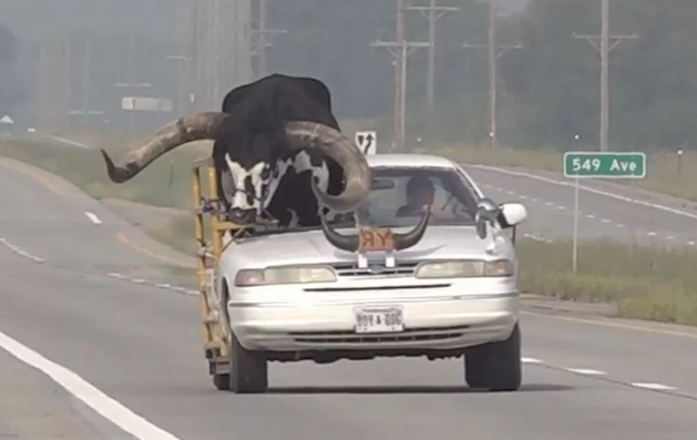 Man rijdt doodleuk op de snelweg met een gigantische stier op de passagiersstoel