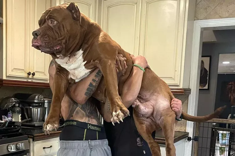2 i own worlds biggest pit bull worth ps2m i know his kids are roaming the uk