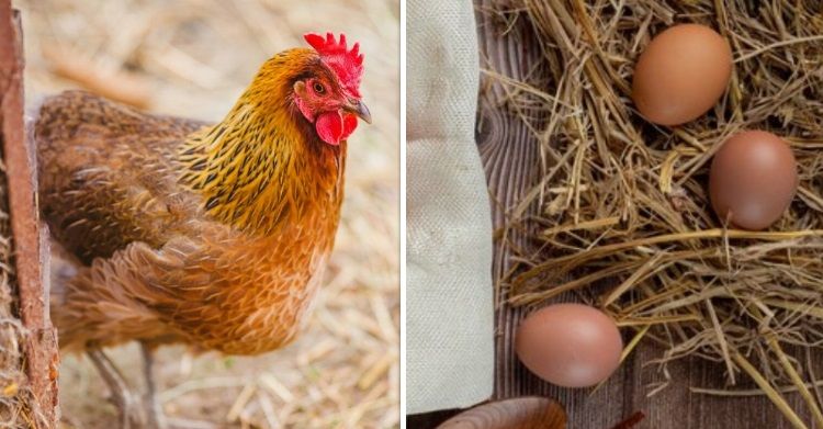 Wat was er nu eerst: de kip of het ei? Wij vroegen het aan ChatGPT, want die weet alles. Toch?