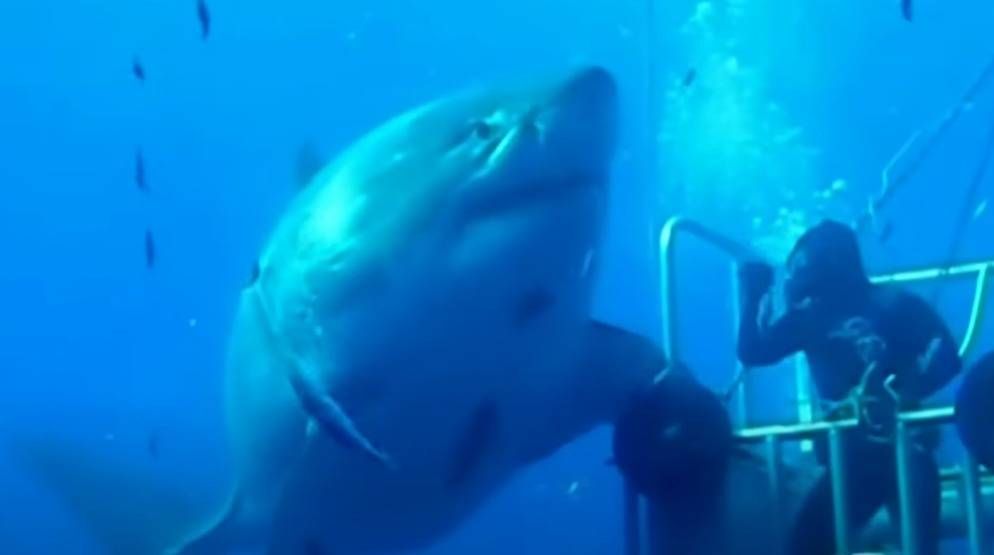 Mensen durven de oceaan niet meer in nadat ze beelden zien van de grootste witte haai ter wereld