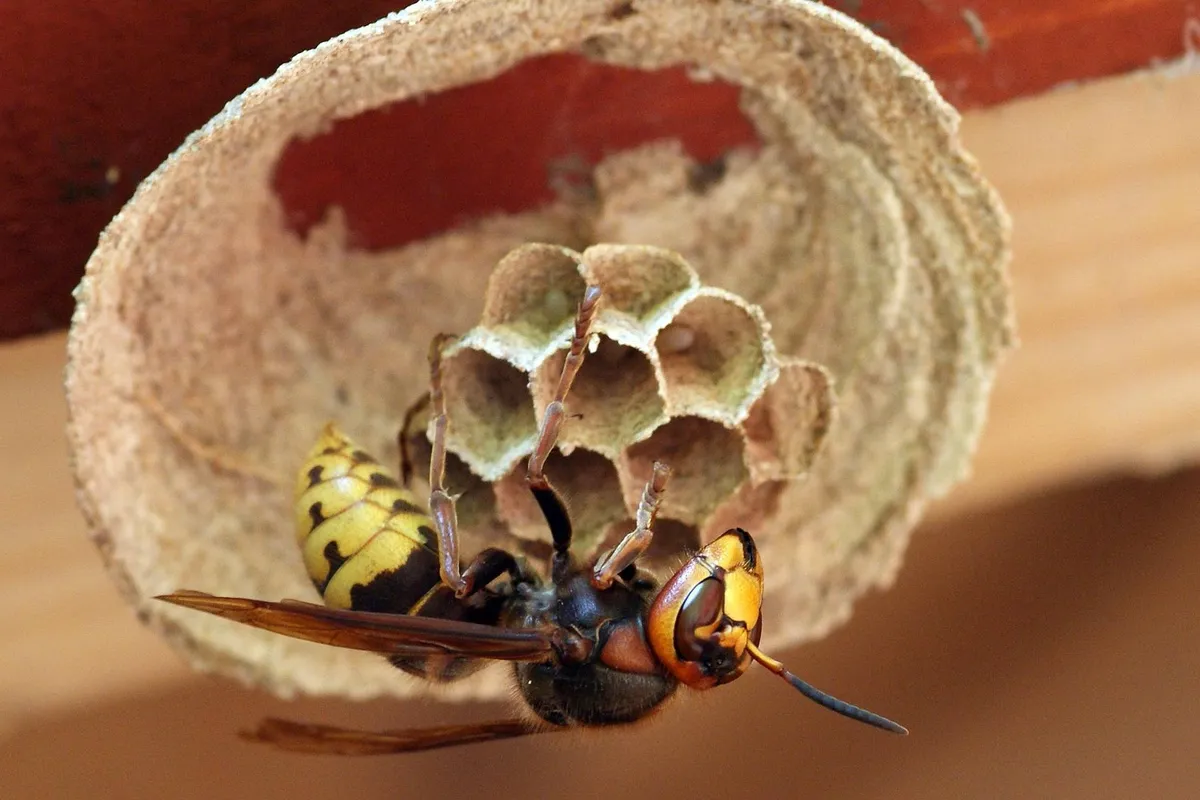 hornet 7576311 1920