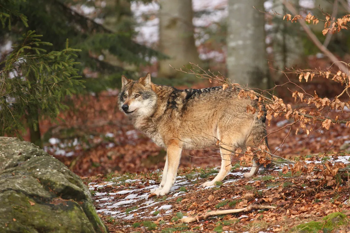 eurasian-wolf-white-winter-habitat-beautiful-winter-forest