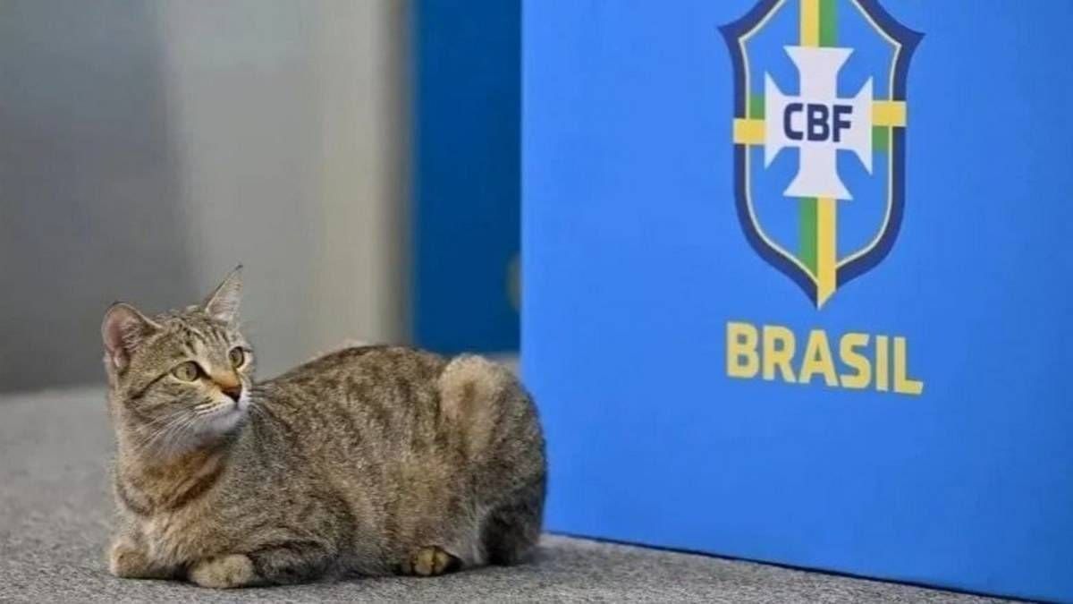 Le Brésil a malmené un chat, le karma est violent