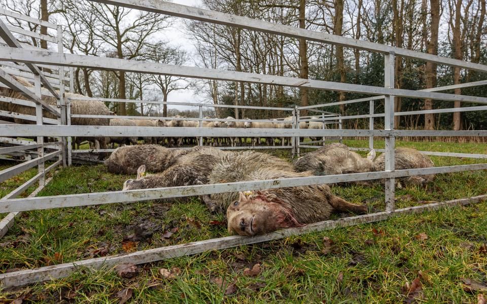 Angst voor de wolf is in Heerenveen het gesprek van de dag: ‘Minsken ferwachtsje wat fan de oerheid’