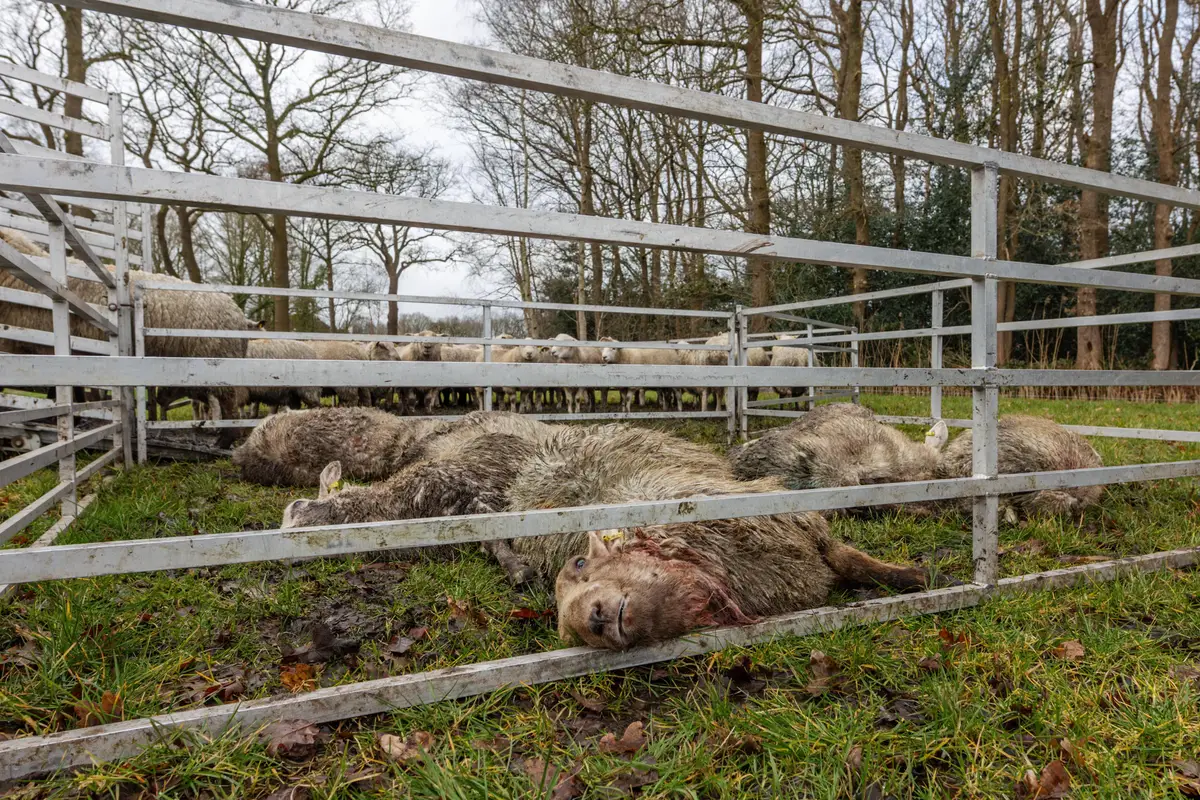 En weer slaat de wolf toe in Haule: ‘It is elke kear wer in freeslik drama’