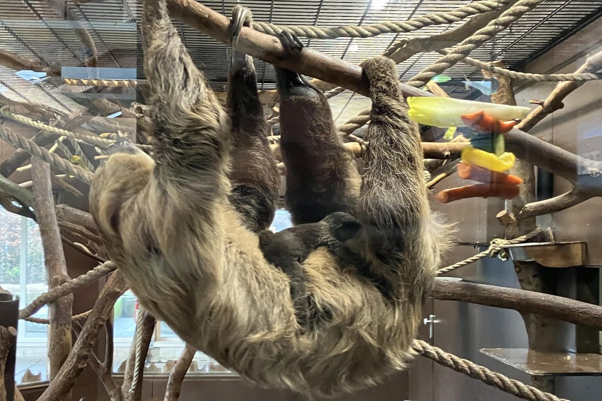 Luiaard Fabula (13) uit AquaZoo Leeuwarden bleek drachtig. ‘Het mannetje had maar een dag een witte waas’