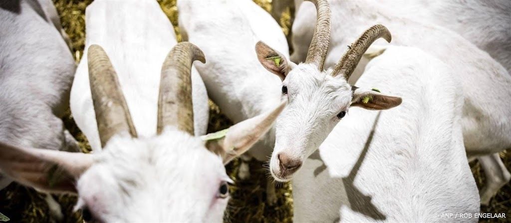 Brabant verkent mogelijke stappen na rapport geitenhouderijen