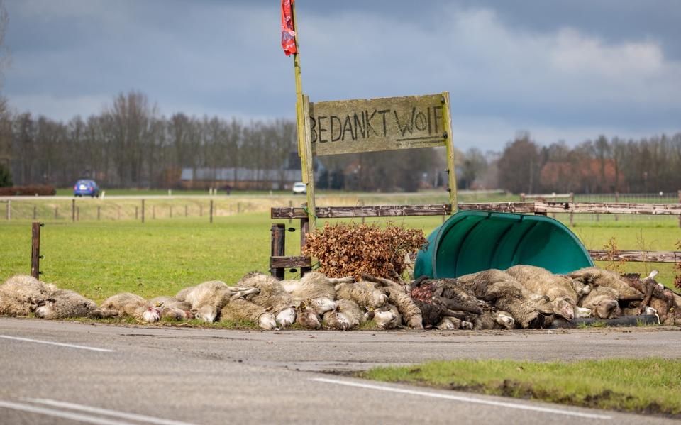 Voor derde keer in één week schapen doodgebeten bij schapenhouder in Oosterwolde: ‘Wolf komt overal doorheen’